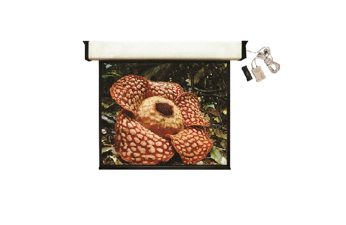 Compact Rostrum